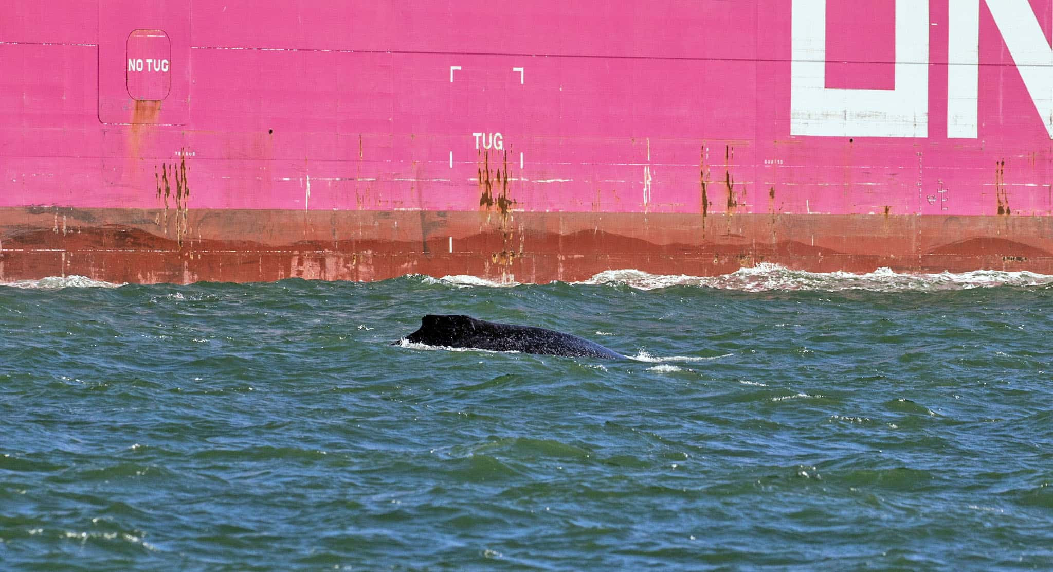 humpback whale near container ship
