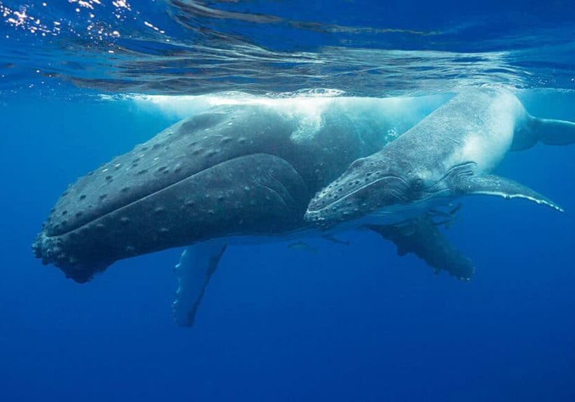 Humpback whale-cow and calf ©Doug Perrine
