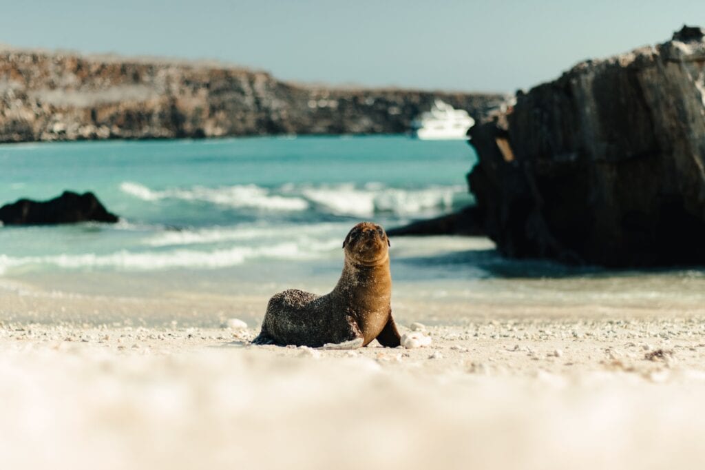 Sea lion resting on a sandy beach in the Galápagos Islands, with a rocky cliff rising in the background