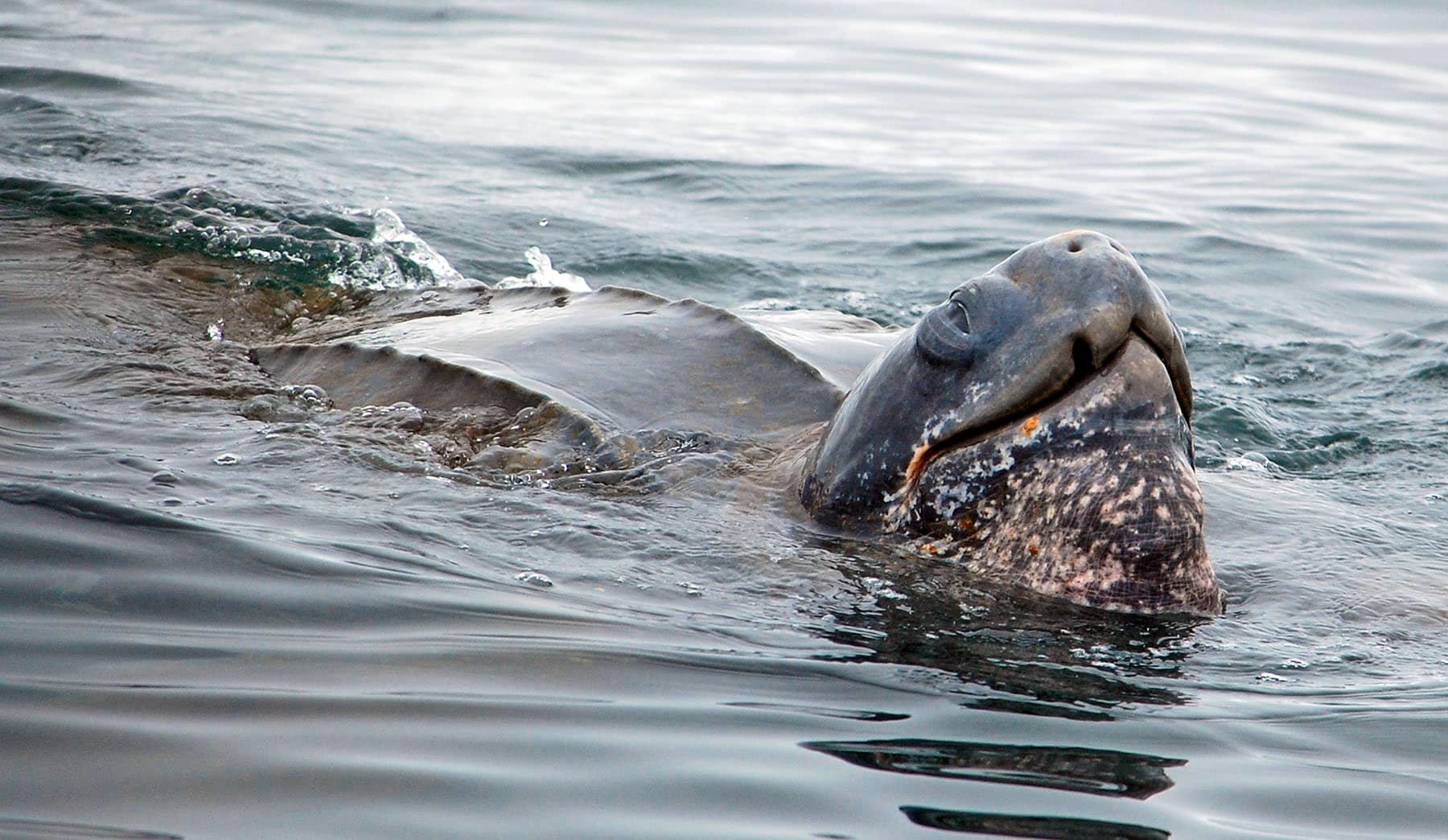 leatherback turtle near Farallon Islands