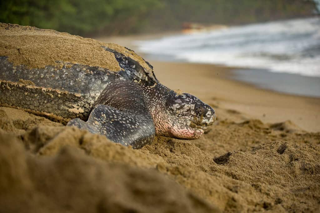 leatherback sea turtle on beach