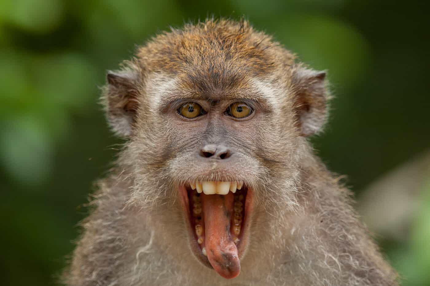 long-tailed macaque