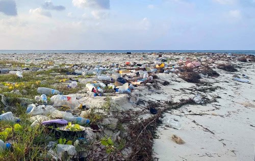 Naifaru-Juvenile-Maldives