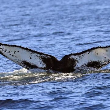 named-whale-CRC-15635