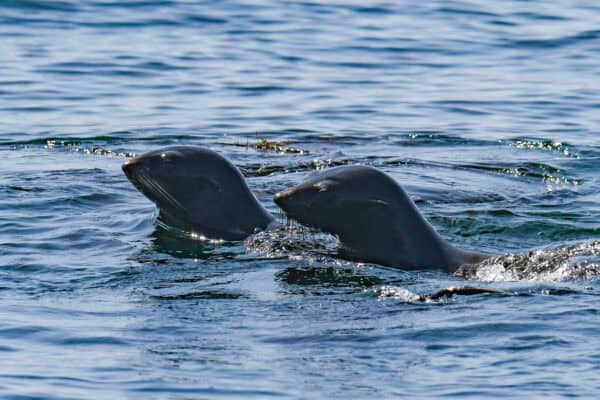 Northern and Guadalupe fur seals