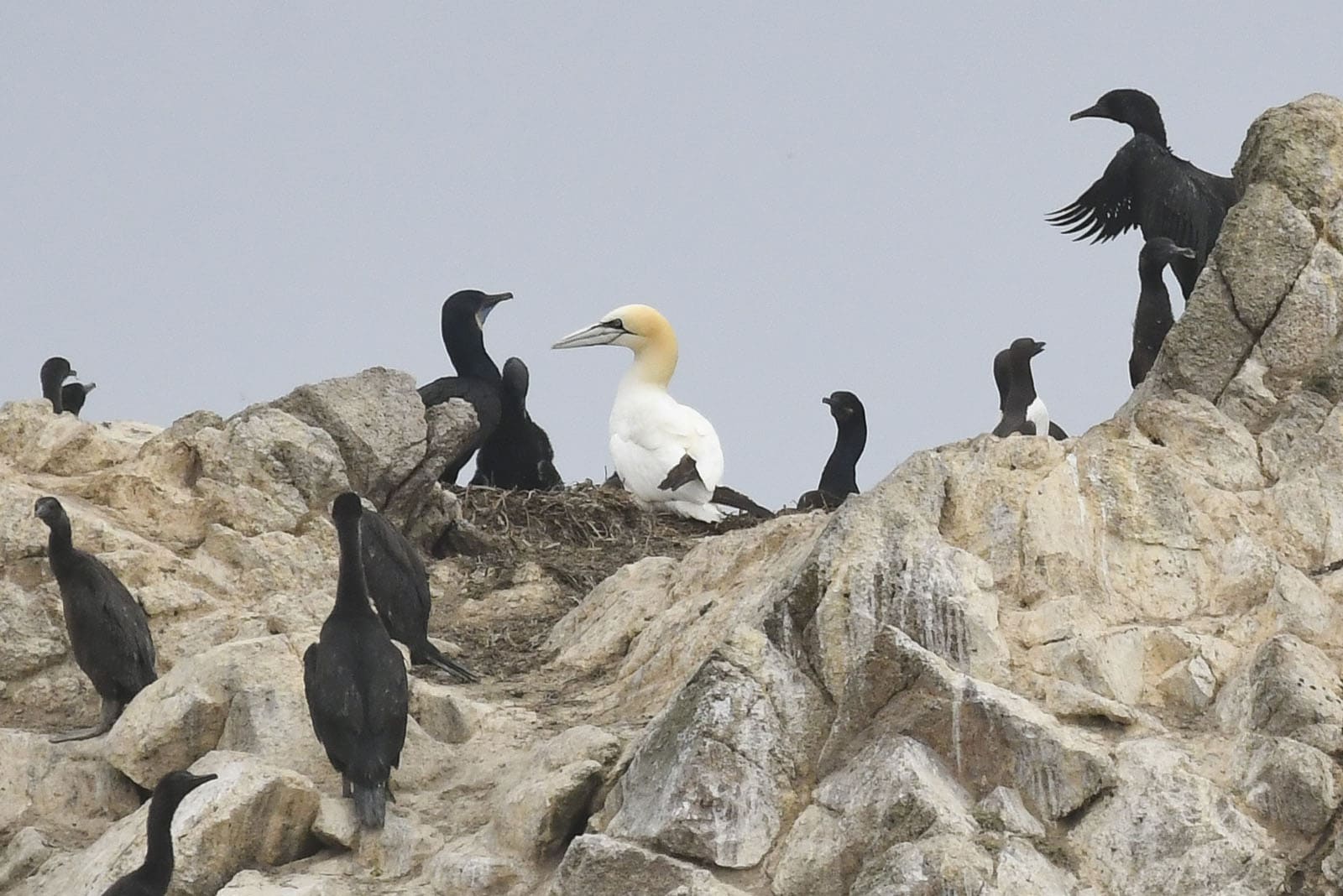 northern gannet farallon islands