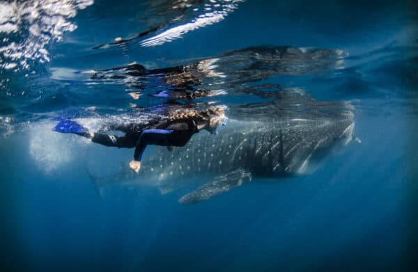 a snorkeler swims alongside a whale shark in blue water