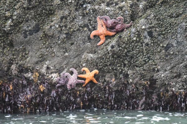 Ochre stars. © Michael Pierson