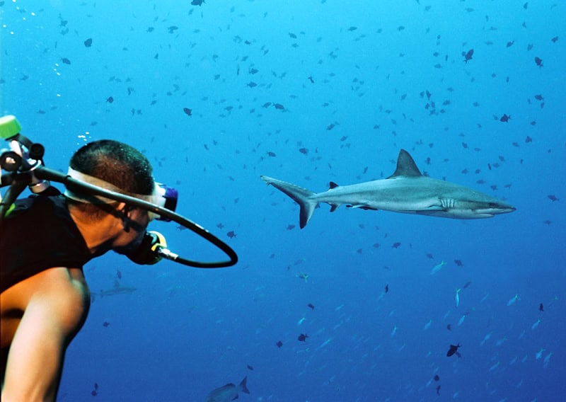 man scuba dives alongside shark in Palau