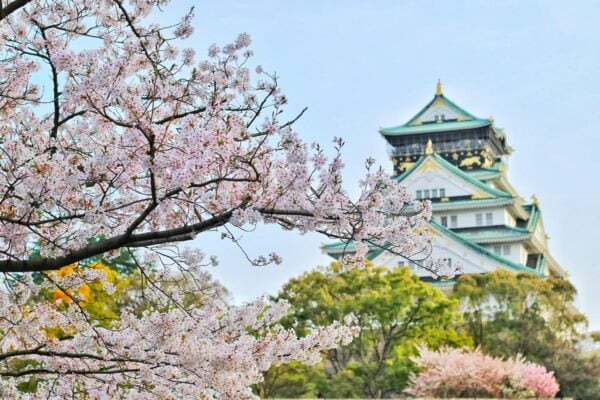 Close-up of delicate pink cherry blossom branches in full bloom in front of Osaka castle, evoking the serene beauty of sakura season in Osaka's parks.