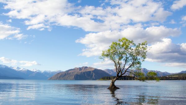 Iconic solitary tree emerging from the crystal-clear waters of Lake Wanaka, New Zealand, with snow-capped mountains reflecting on the serene alpine lake.