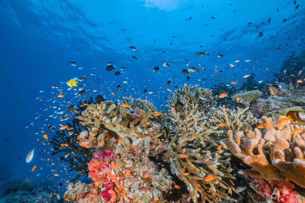 Rainbow Reef in Fiji