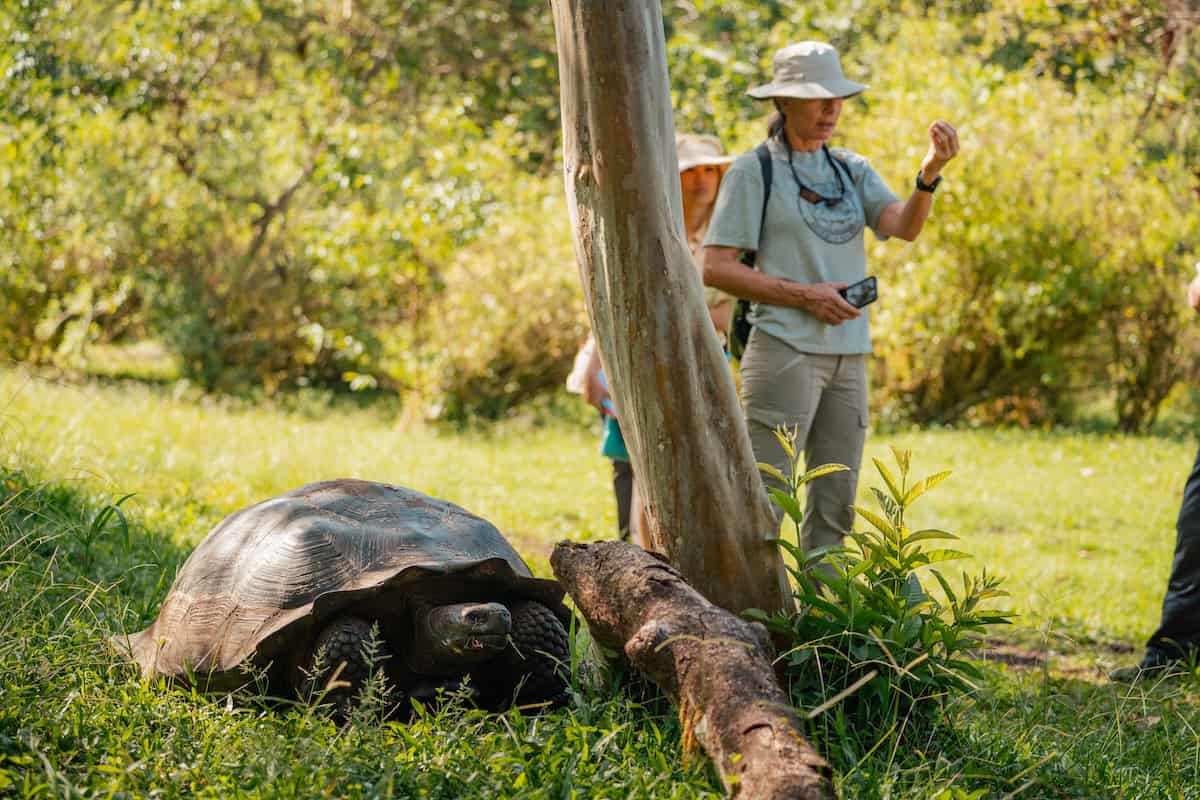 A Galapagos giant tortoise ambles across lush green grasslands in the islands' highlands, observed closely by an Oceanic Society travelers during a wildlife-focused cruise.