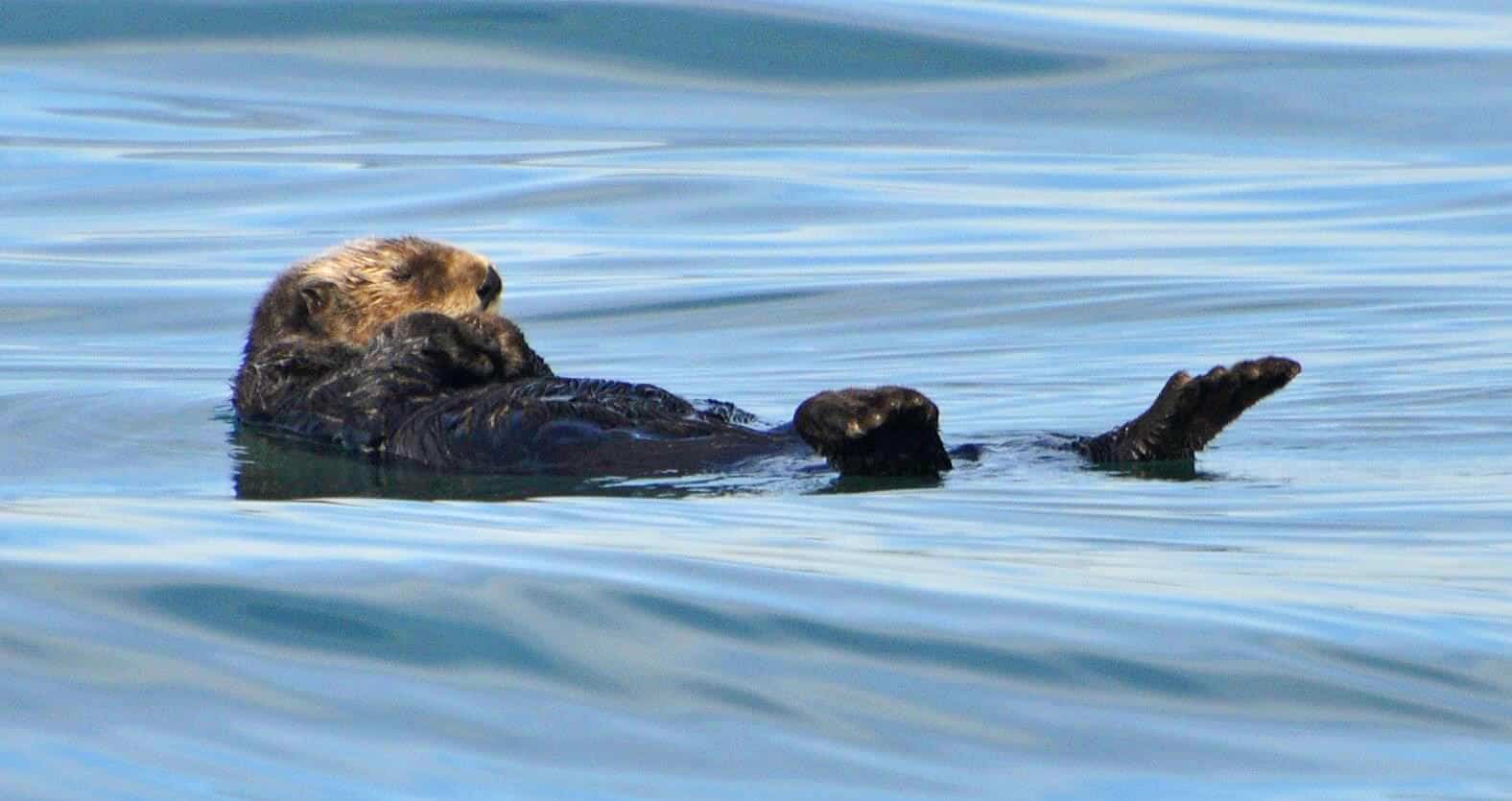 sea otter