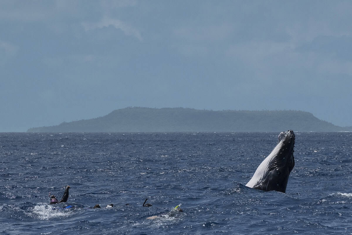 Whale breaches next to snorkelers