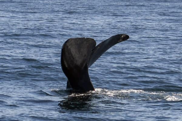 sperm whale fluke near farallon islands