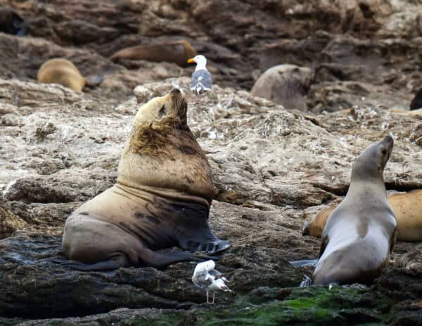 Steller sea lion