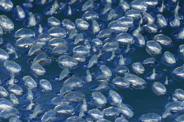By-the-wind Sailors (Velella velella). © Michael Pierson