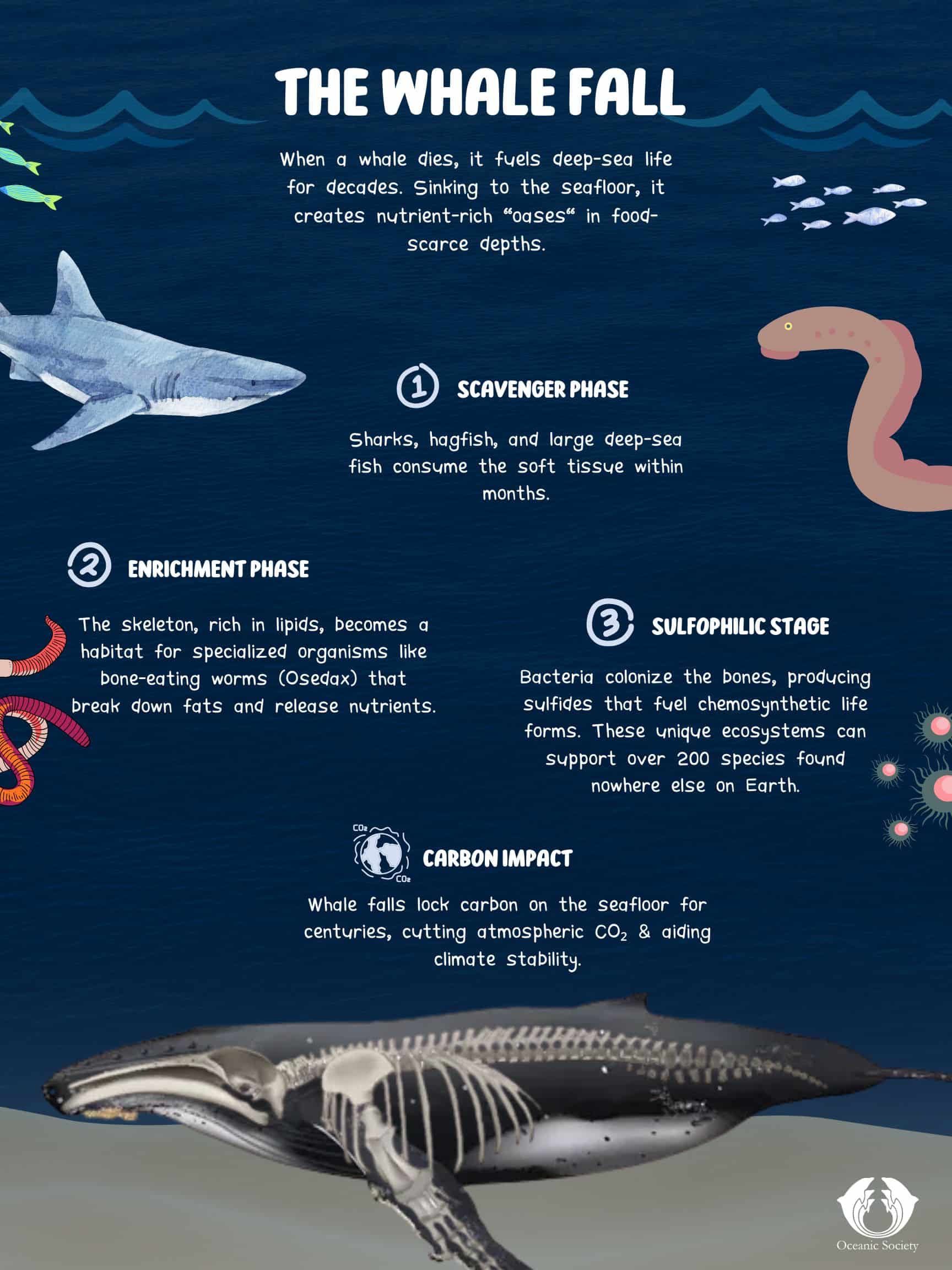 Infographic illustrating a whale fall, showing a whale carcass sinking to the ocean floor and providing habitat and nutrients for deep-sea organisms over time, including scavengers, decomposers, and long-term nutrient cycling in the marine ecosystem.