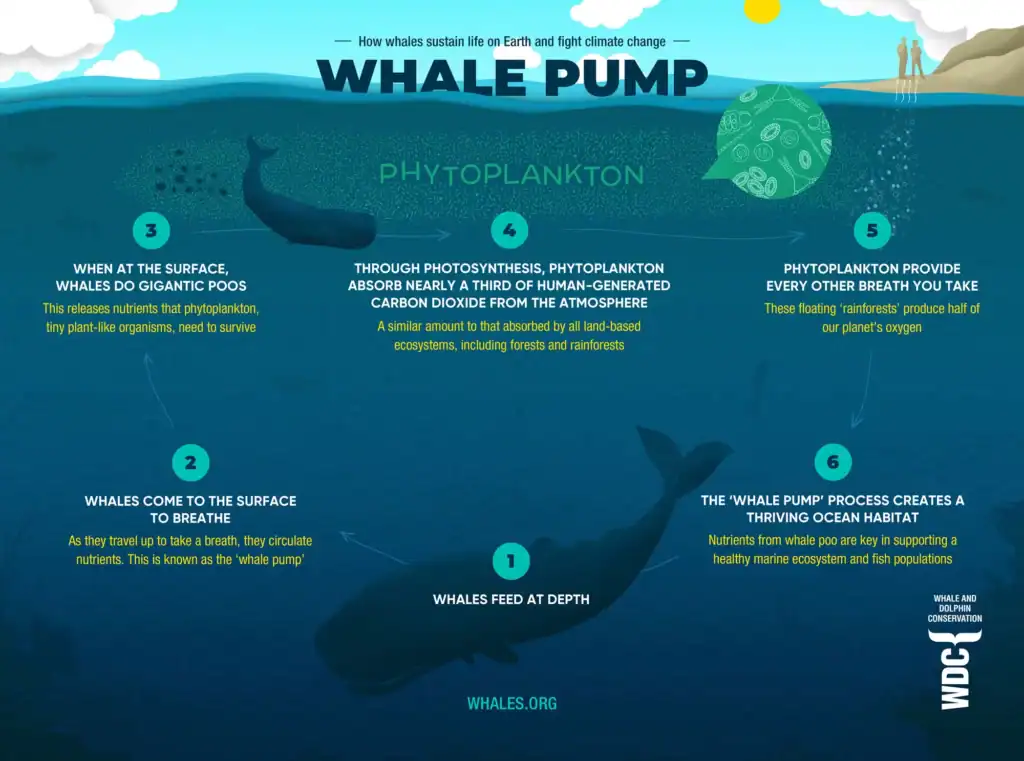 Infographic illustrating the “whale pump,” showing how whales feed at depth and release nutrient-rich waste near the ocean surface, which fertilizes phytoplankton and supports the marine food web and carbon cycle.